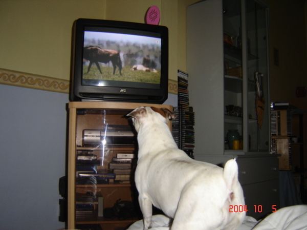 kijken naar de dieren op TV