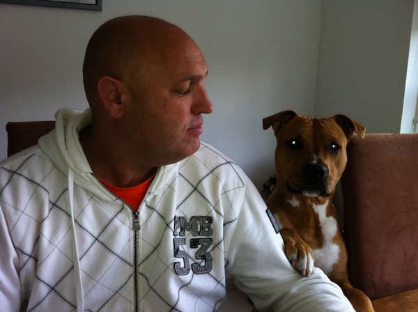 American Staffordshire Terrier