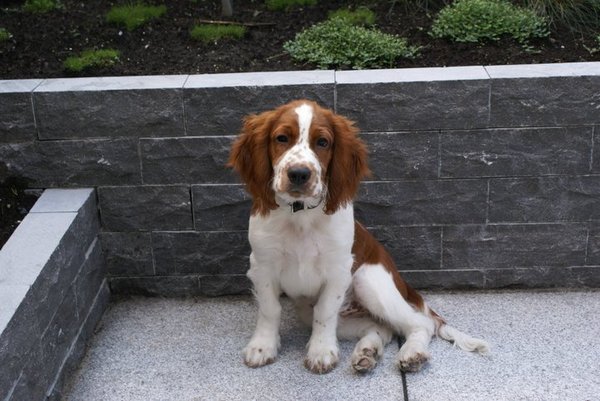 Welsh Springer Spaniel