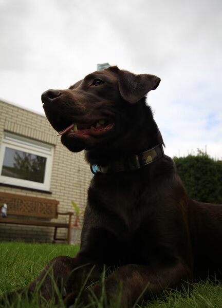 Labrador