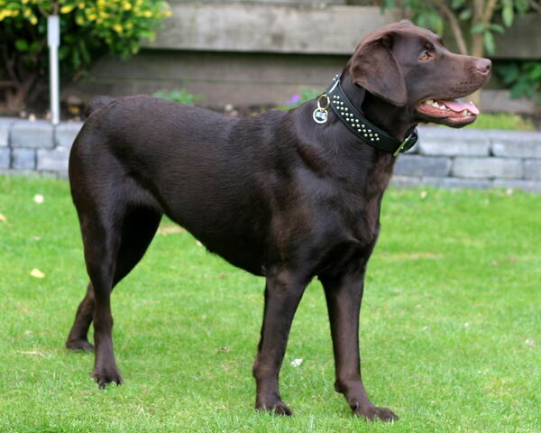 Labrador