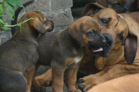 Senna onze Rhodesian Ridgeback