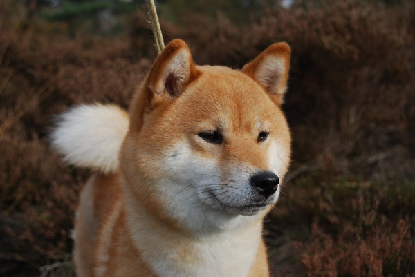Shiba Inu