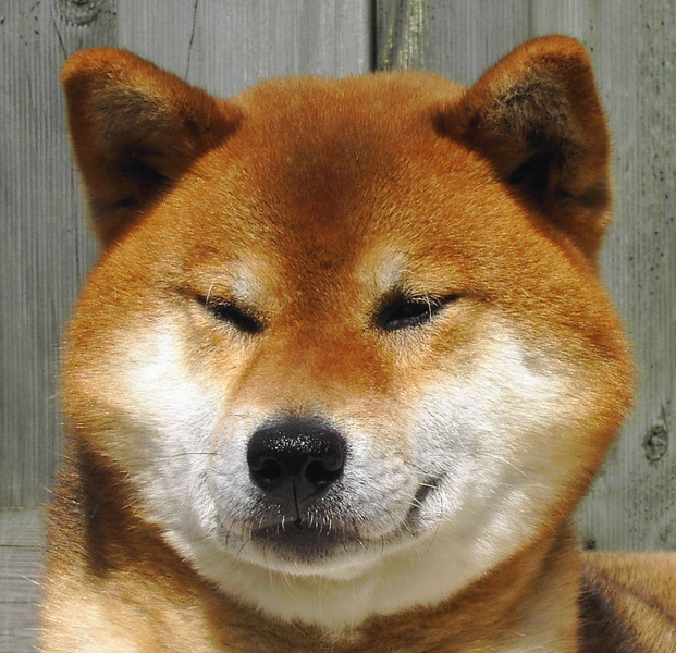 Shiba Inu