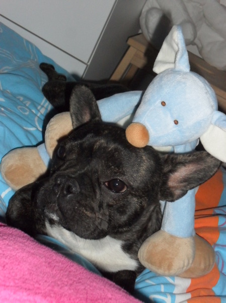 Onze franse bull Lady is nu 1,2maand  en een echt speelvogel 