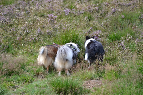 Sheltiekontjes in 3 kleuren