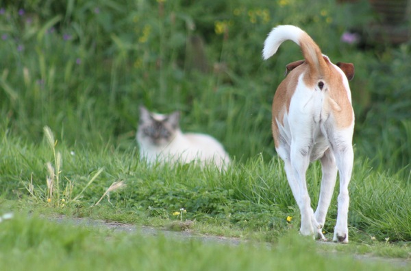Tara, hond van een kennis, op kattenjacht