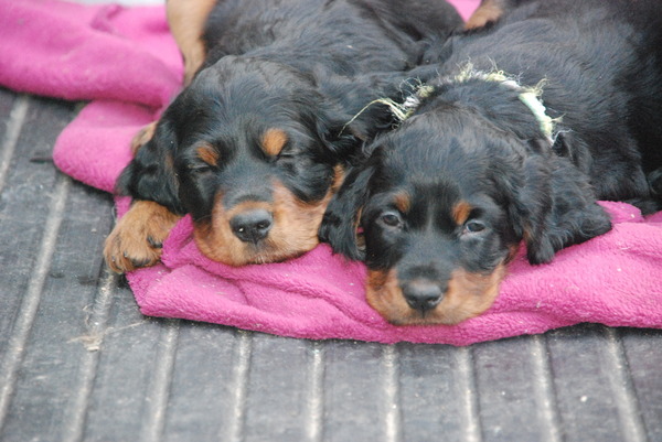 gordon setter from the grazing land