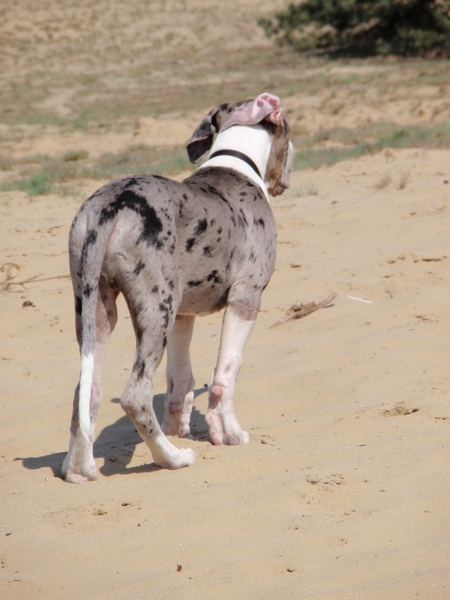Dean zijn achterkant