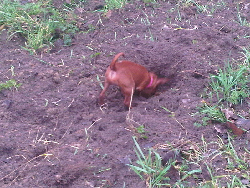 Jazzy op zoek naar .............