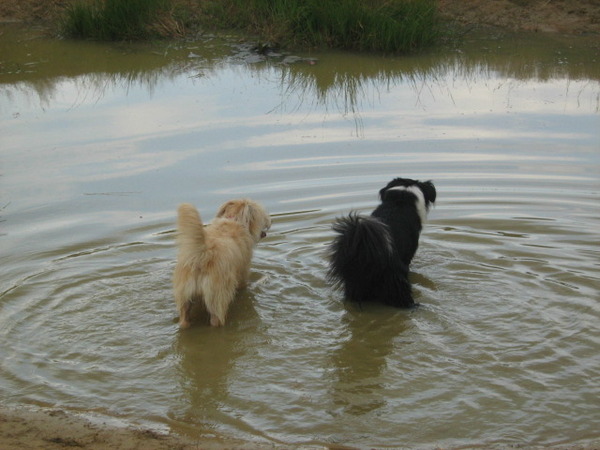 Zelda en buurvriendje