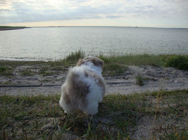 10 weken jonge kontje