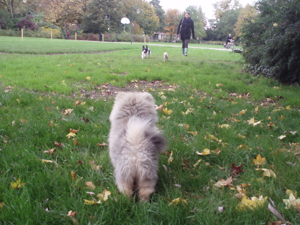 Kat uit de boom kijken