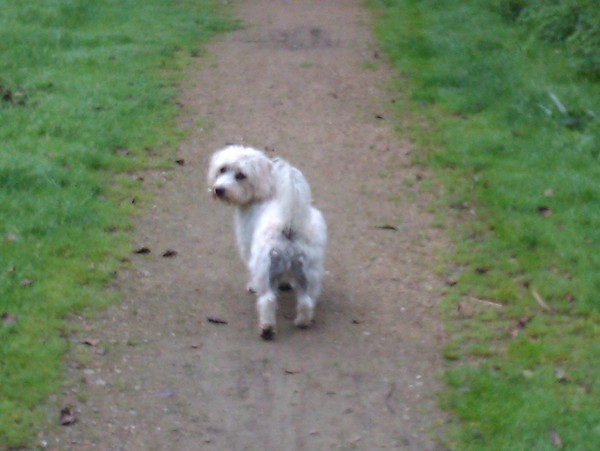 Dusty in het park :)