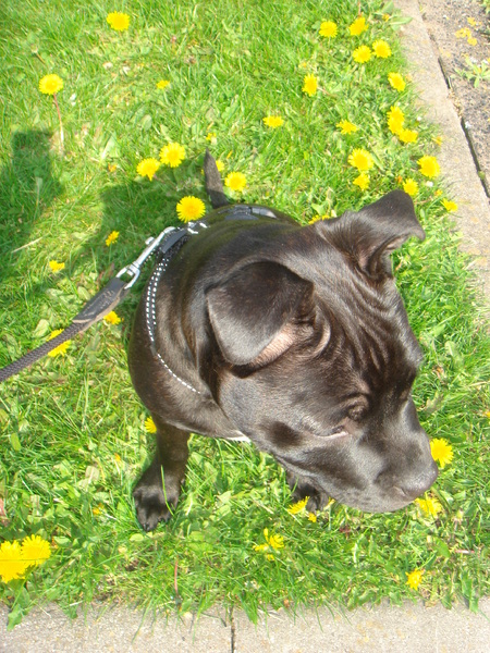 Sensi's eerste lente