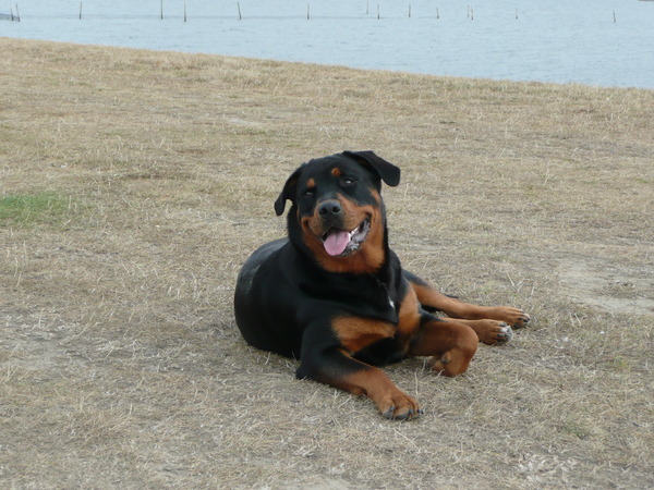 Rottweiler