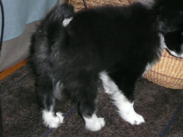 woody's pluizige kont