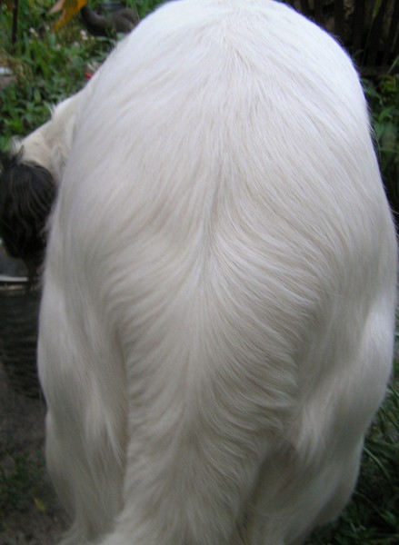 gespierde billen..dijen kont, hoe je het ook noemen moet Tobias.