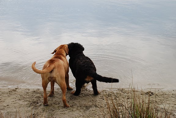 Kontjes van Baco & Prada