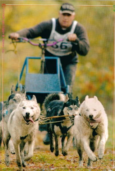 Polar's wildness