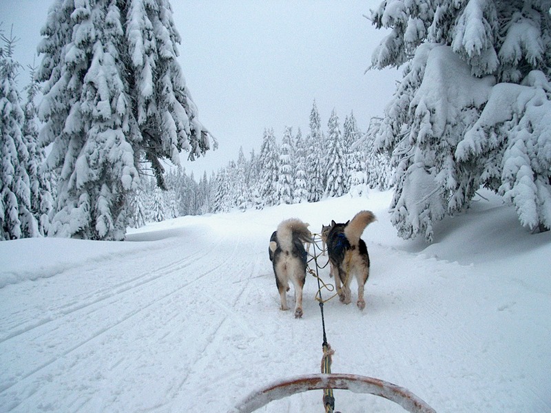 Polar's wildness
