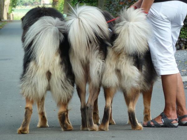 Drie Tibetaanse Mastiff kont(jes )
