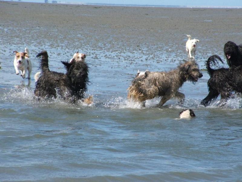 Gos d’Atura Català (Catalaanse herder)