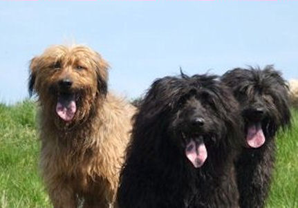 Gos d’Atura Català (Catalaanse herder)