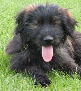 Gos d’Atura Català (Catalaanse herder)