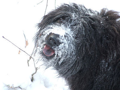 Gos d’Atura Català (Catalaanse herder)