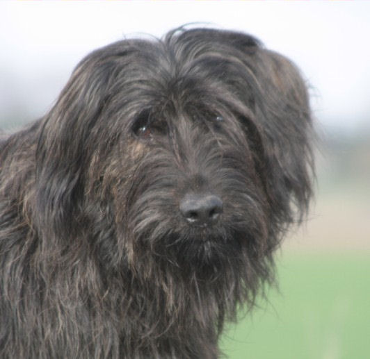 Gos d’Atura Català (Catalaanse herder)