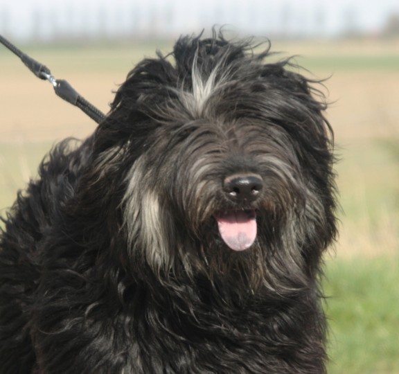 Gos d’Atura Català (Catalaanse herder)