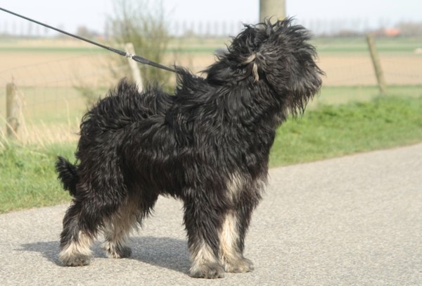 Gos d’Atura Català (Catalaanse herder)