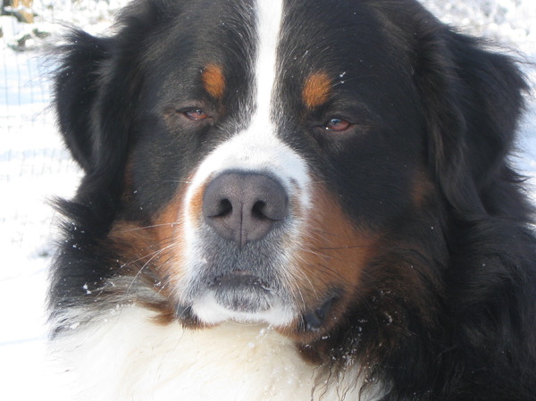 Berner Sennenhond