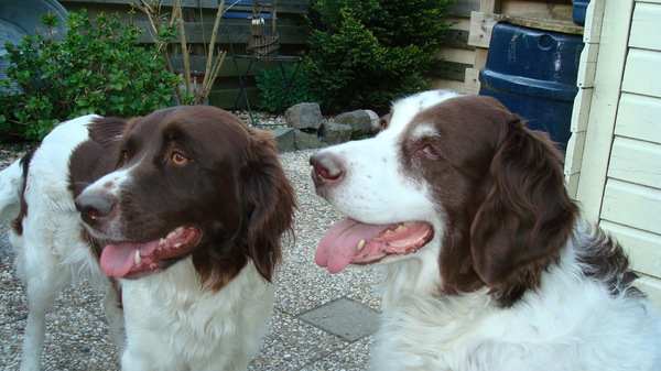 Drentsche Patrijshond