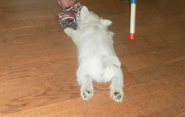 Bink's puppy billen :)