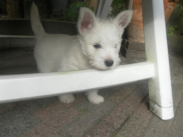 West Highland White Terrier