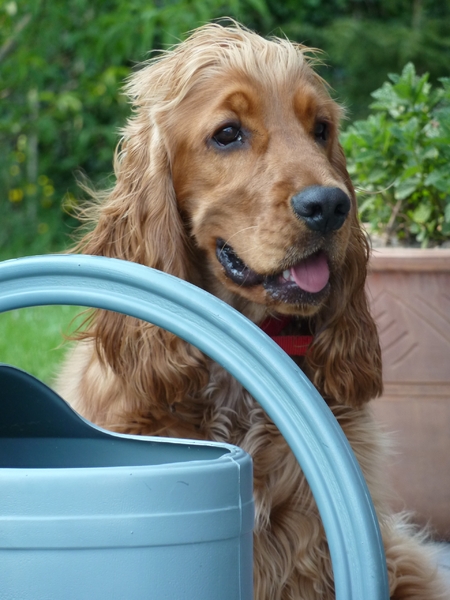 Engelse Cocker Spaniel