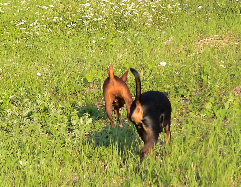 Jazzy en Lina van achteren