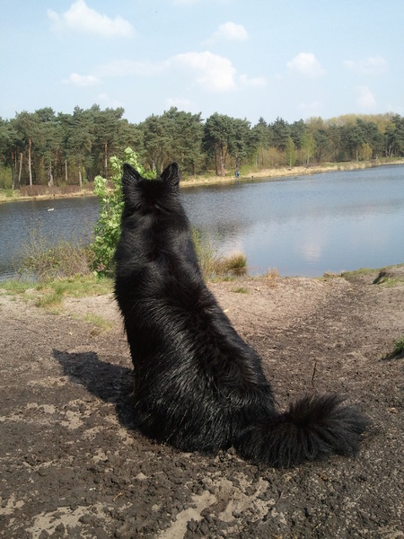 rashja op de uitkijk