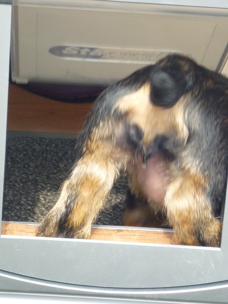 hondenkontje door het kattenluik