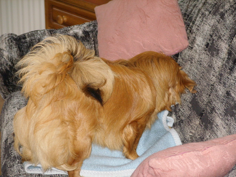 koekje begraven op de bank