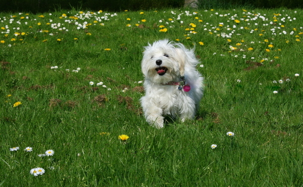 Jip bij de ploempjes