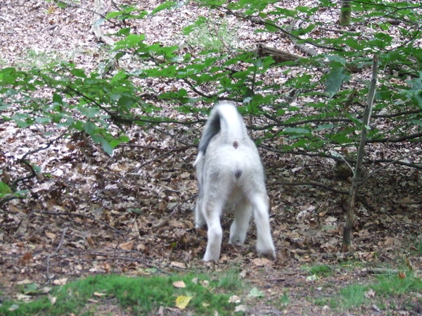 Hondenkontje in het bos :)