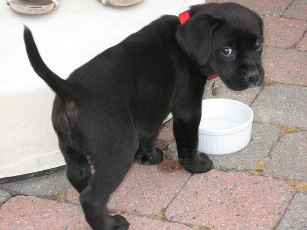 Gummi's puppykontje :o) 