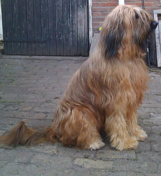 Briards van het Erf van Reijne