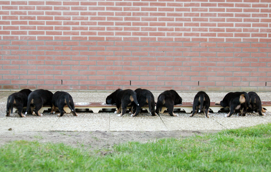 Allemaal puppybilletjes ;)