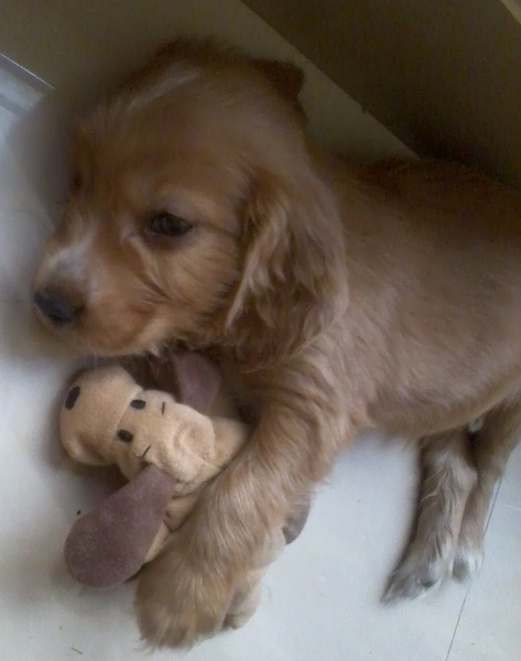 Engelse Cocker Spaniel