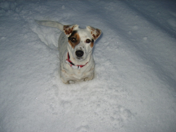 Jack Russell Terrier