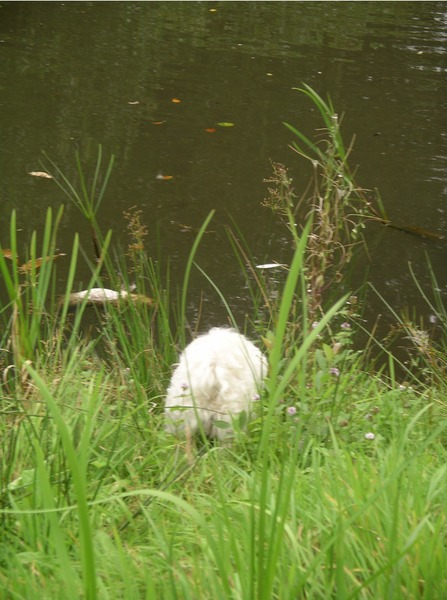 Nousya's Krulletjeskont